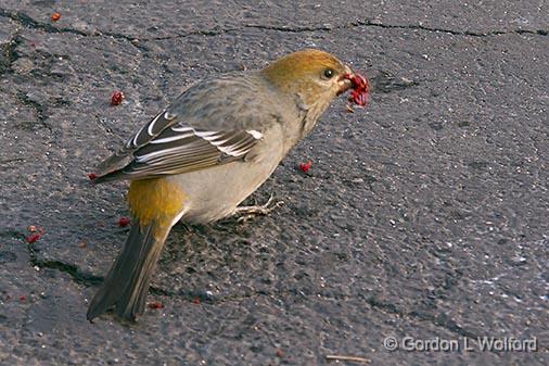 Bird On The Driveway_31045.jpg - Pine Grosbeak (Pinicola enucleator) photographed at Smiths Falls, Ontario, Canada.